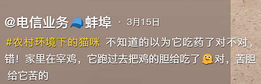 【宠物】小猫蹲地上口吐绿沫,网友以为中毒急疯…主人却无动于衷,看清后才懂:命运戏弄大馋咪啊!(组图) - 36