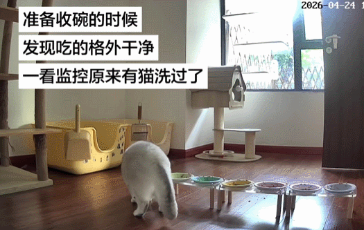 【宠物】小猫蹲地上口吐绿沫,网友以为中毒急疯…主人却无动于衷,看清后才懂:命运戏弄大馋咪啊!(组图) - 22