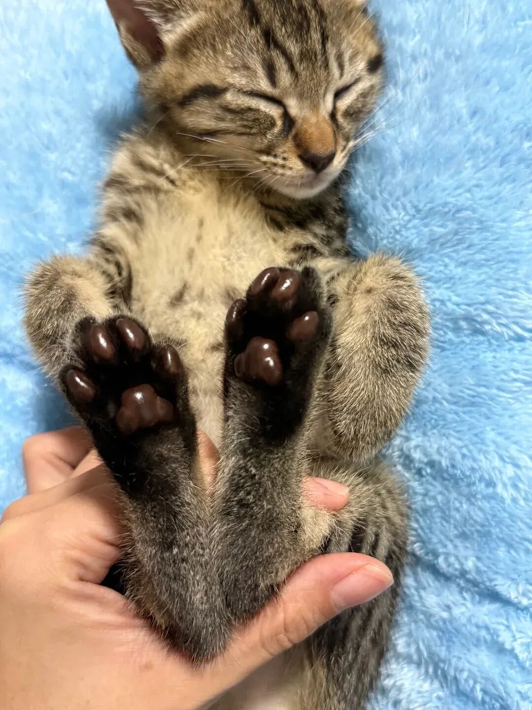【宠物】小猫蹲地上口吐绿沫,网友以为中毒急疯…主人却无动于衷,看清后才懂:命运戏弄大馋咪啊!(组图) - 23