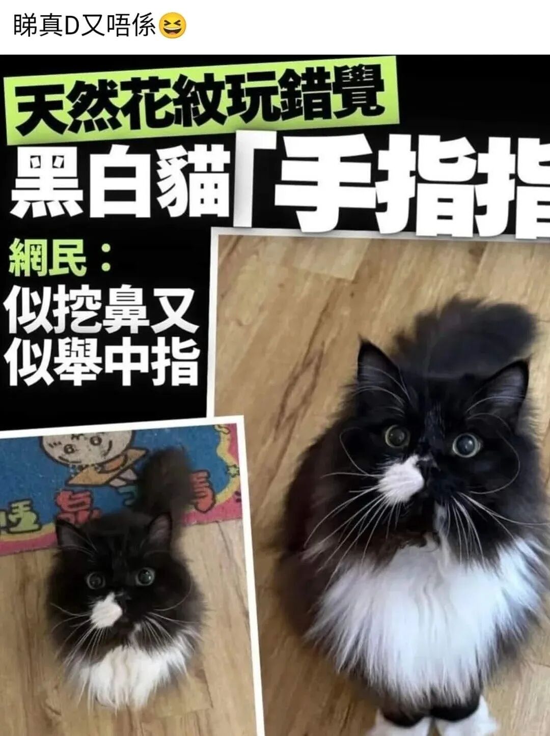 【宠物】小猫蹲地上口吐绿沫,网友以为中毒急疯…主人却无动于衷,看清后才懂:命运戏弄大馋咪啊!(组图) - 25