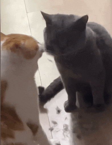 【宠物】小猫蹲地上口吐绿沫,网友以为中毒急疯…主人却无动于衷,看清后才懂:命运戏弄大馋咪啊!(组图) - 17