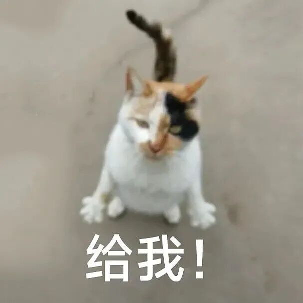 【宠物】小猫蹲地上口吐绿沫,网友以为中毒急疯…主人却无动于衷,看清后才懂:命运戏弄大馋咪啊!(组图) - 34