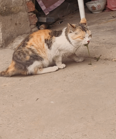 【宠物】小猫蹲地上口吐绿沫,网友以为中毒急疯…主人却无动于衷,看清后才懂:命运戏弄大馋咪啊!(组图) - 35