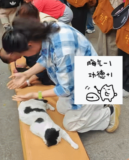 【宠物】小猫蹲地上口吐绿沫,网友以为中毒急疯…主人却无动于衷,看清后才懂:命运戏弄大馋咪啊!(组图) - 24