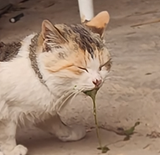 【宠物】小猫蹲地上口吐绿沫,网友以为中毒急疯…主人却无动于衷,看清后才懂:命运戏弄大馋咪啊!(组图) - 37