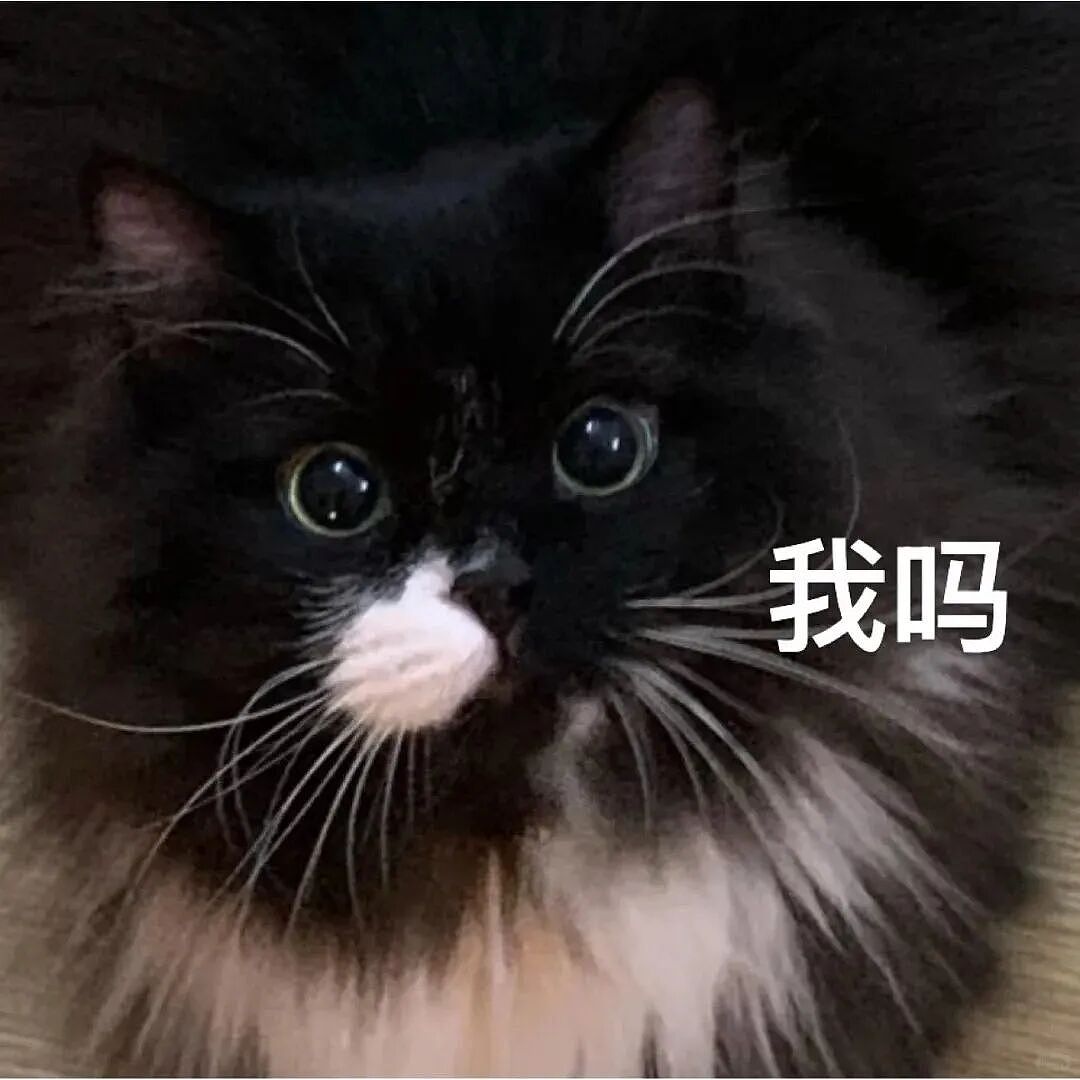 【宠物】小猫蹲地上口吐绿沫,网友以为中毒急疯…主人却无动于衷,看清后才懂:命运戏弄大馋咪啊!(组图) - 26
