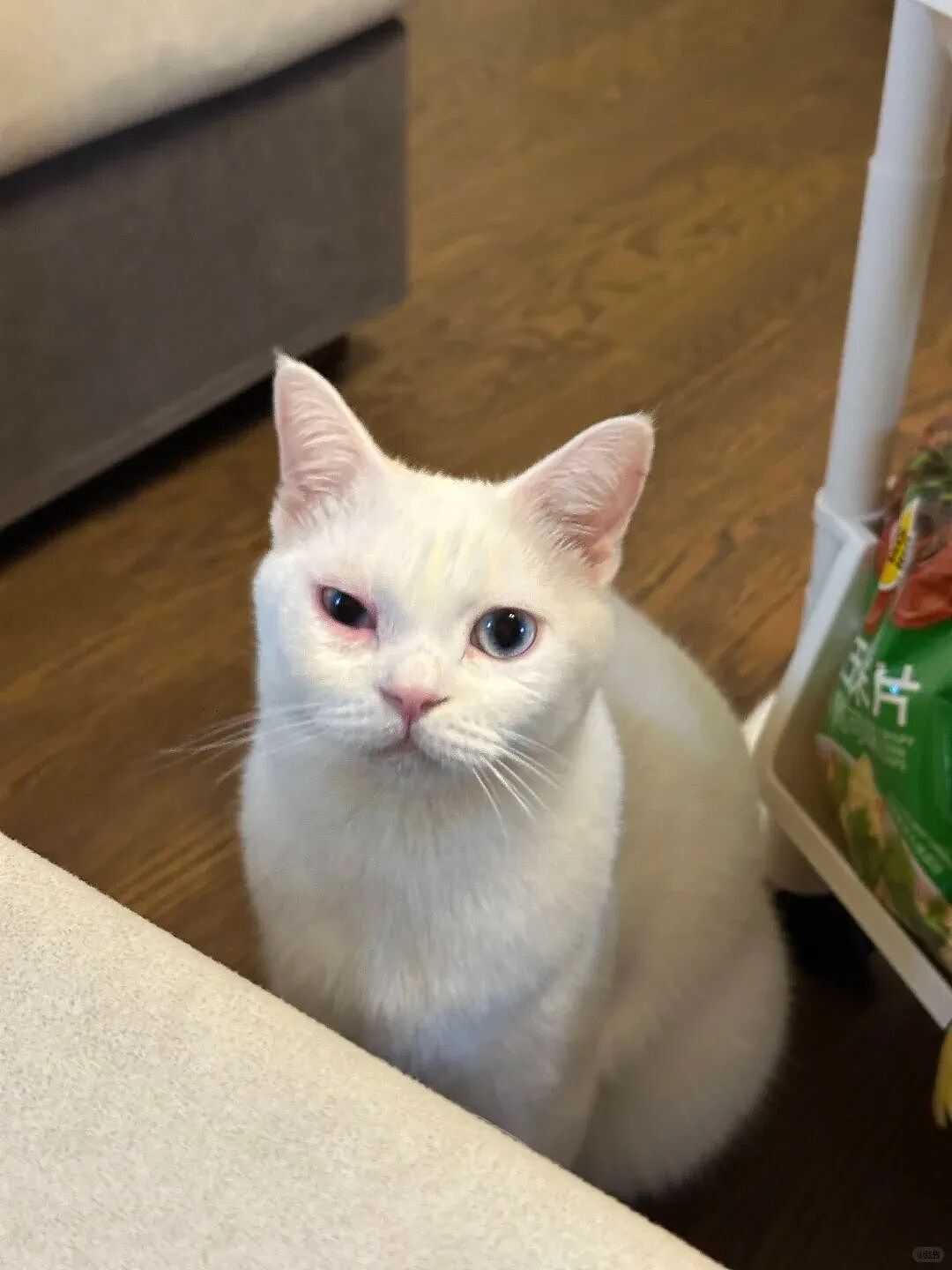 【宠物】养猫不能点蚊香，猫被蚊子追着咬，人也被咬，好气啊啊啊啊啊啊啊啊啊！（组图） - 3