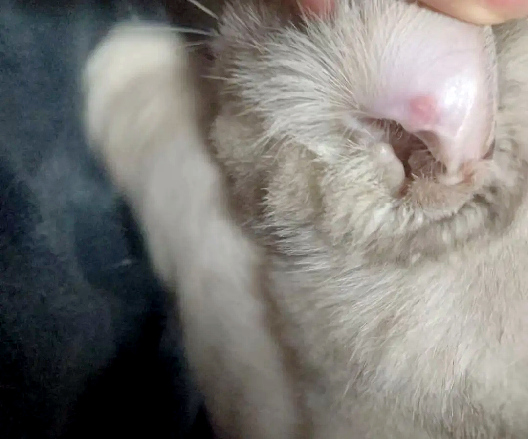 【宠物】养猫不能点蚊香，猫被蚊子追着咬，人也被咬，好气啊啊啊啊啊啊啊啊啊！（组图） - 4