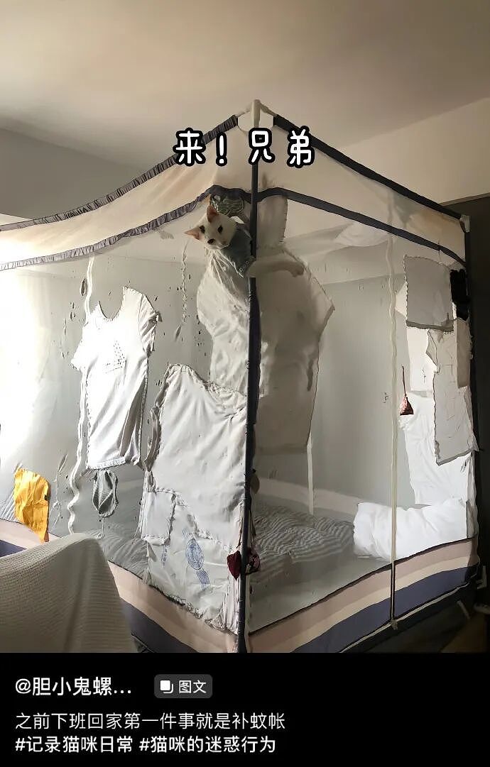 【宠物】养猫不能点蚊香，猫被蚊子追着咬，人也被咬，好气啊啊啊啊啊啊啊啊啊！（组图） - 30