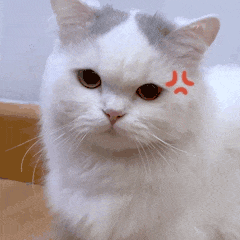 【宠物】养猫不能点蚊香，猫被蚊子追着咬，人也被咬，好气啊啊啊啊啊啊啊啊啊！（组图） - 10