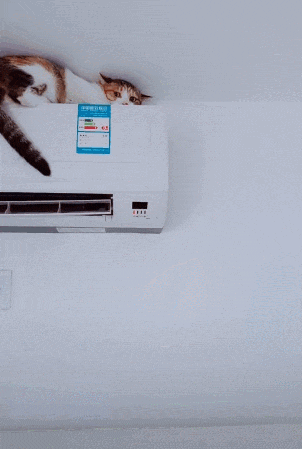 【宠物】养猫不能点蚊香，猫被蚊子追着咬，人也被咬，好气啊啊啊啊啊啊啊啊啊！（组图） - 36