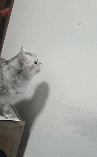 【宠物】养猫不能点蚊香，猫被蚊子追着咬，人也被咬，好气啊啊啊啊啊啊啊啊啊！（组图） - 44