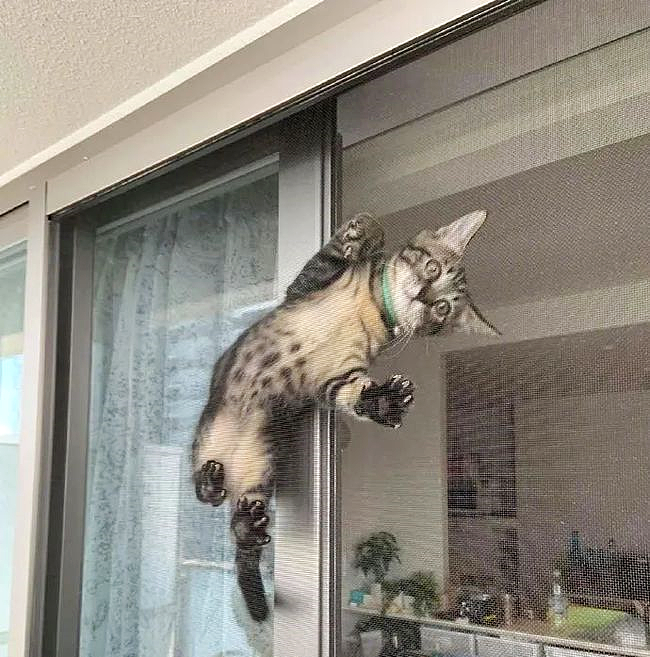 【宠物】养猫不能点蚊香，猫被蚊子追着咬，人也被咬，好气啊啊啊啊啊啊啊啊啊！（组图） - 18