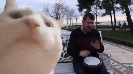 【宠物】养猫不能点蚊香，猫被蚊子追着咬，人也被咬，好气啊啊啊啊啊啊啊啊啊！（组图） - 13