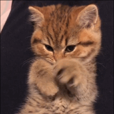 【宠物】养猫不能点蚊香，猫被蚊子追着咬，人也被咬，好气啊啊啊啊啊啊啊啊啊！（组图） - 46