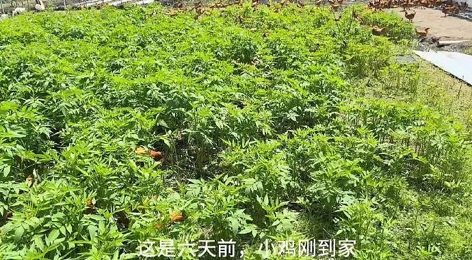 【爆笑】男朋友五一跟我出来旅游了,他妈妈一直哭?网友迷惑:不会是他的另一个对象吧?(组图) - 44