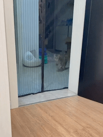 【宠物】养猫不能点蚊香，猫被蚊子追着咬，人也被咬，好气啊啊啊啊啊啊啊啊啊！（组图） - 23