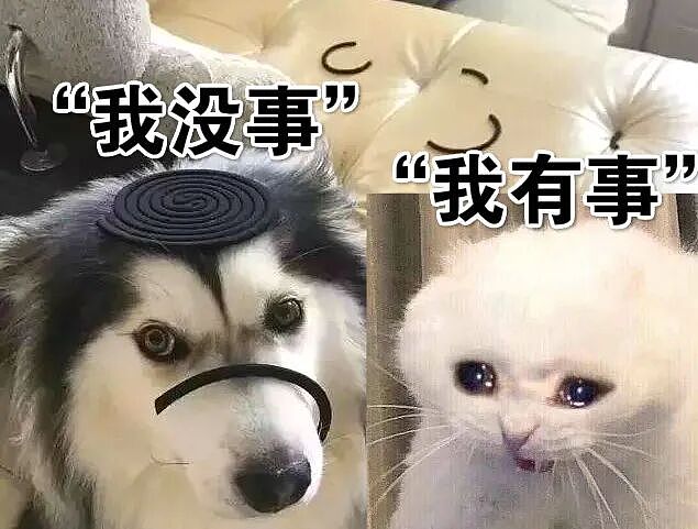 【宠物】养猫不能点蚊香，猫被蚊子追着咬，人也被咬，好气啊啊啊啊啊啊啊啊啊！（组图） - 8