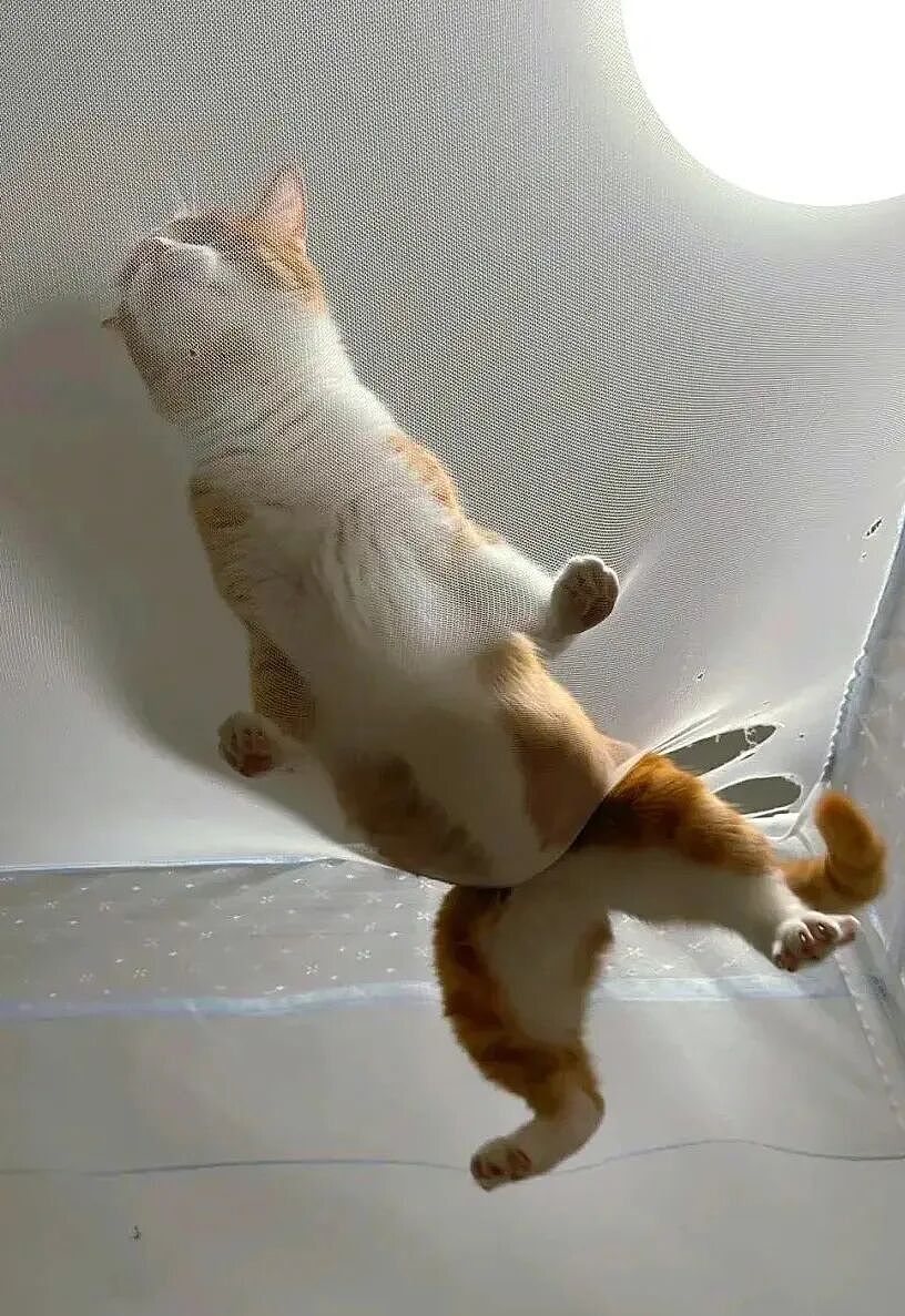 【宠物】养猫不能点蚊香，猫被蚊子追着咬，人也被咬，好气啊啊啊啊啊啊啊啊啊！（组图） - 28