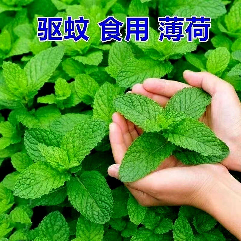 【宠物】养猫不能点蚊香，猫被蚊子追着咬，人也被咬，好气啊啊啊啊啊啊啊啊啊！（组图） - 16
