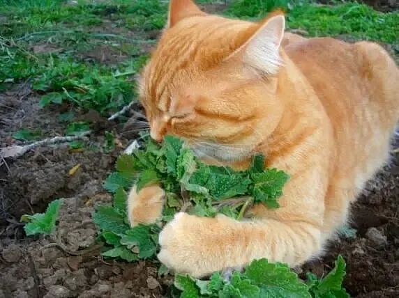 【宠物】养猫不能点蚊香，猫被蚊子追着咬，人也被咬，好气啊啊啊啊啊啊啊啊啊！（组图） - 15