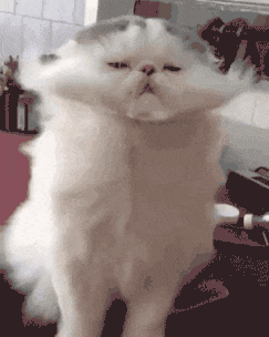 【宠物】养猫不能点蚊香，猫被蚊子追着咬，人也被咬，好气啊啊啊啊啊啊啊啊啊！（组图） - 39