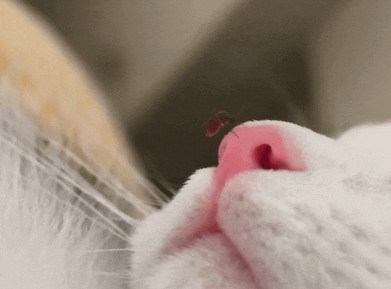 【宠物】养猫不能点蚊香，猫被蚊子追着咬，人也被咬，好气啊啊啊啊啊啊啊啊啊！（组图） - 2