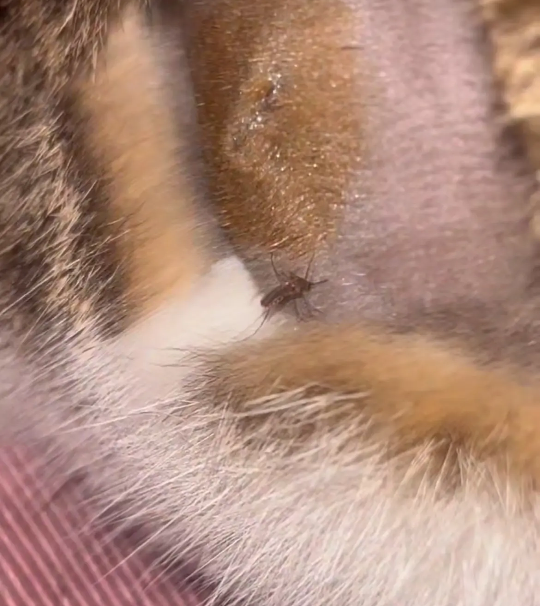 【宠物】养猫不能点蚊香，猫被蚊子追着咬，人也被咬，好气啊啊啊啊啊啊啊啊啊！（组图） - 5