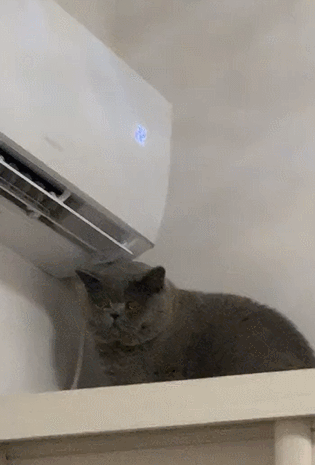 【宠物】养猫不能点蚊香，猫被蚊子追着咬，人也被咬，好气啊啊啊啊啊啊啊啊啊！（组图） - 37