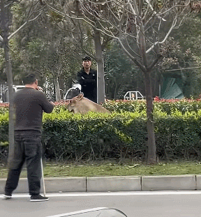 【宠物】警察蜀黍接到报案说高速路边有狮子,半信半疑赶去现场,惊掉下巴:不儿,怎么还真是狮子???(组图) - 11