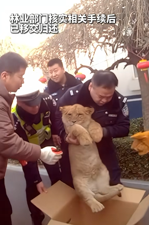 【宠物】警察蜀黍接到报案说高速路边有狮子,半信半疑赶去现场,惊掉下巴:不儿,怎么还真是狮子???(组图) - 9