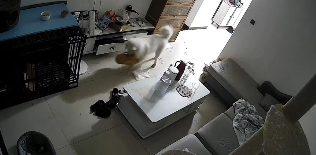 【萌宠】狗子不仅能嗑瓜子，换还能剥花生皮、嚼甘蔗，毛孩子骄傲：区区雕虫小技（组图） - 10
