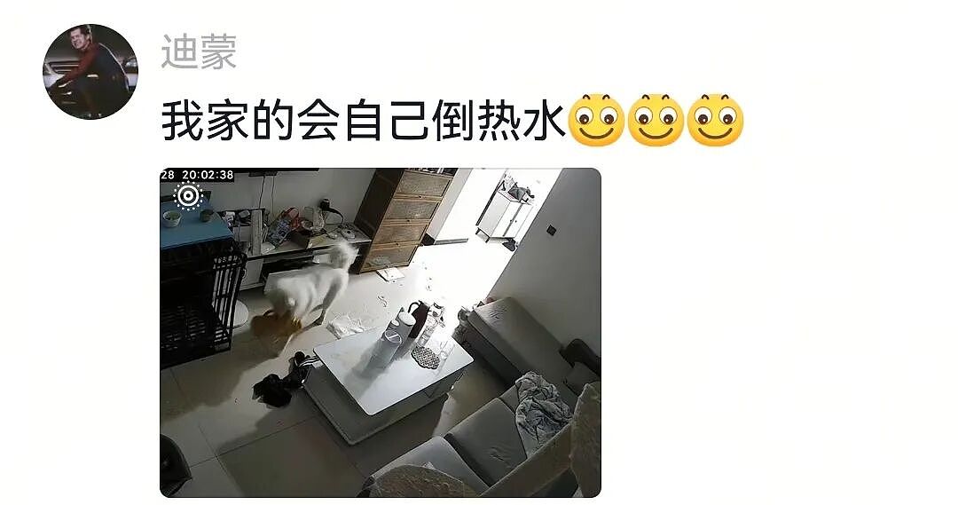 【萌宠】狗子不仅能嗑瓜子，换还能剥花生皮、嚼甘蔗，毛孩子骄傲：区区雕虫小技（组图） - 7