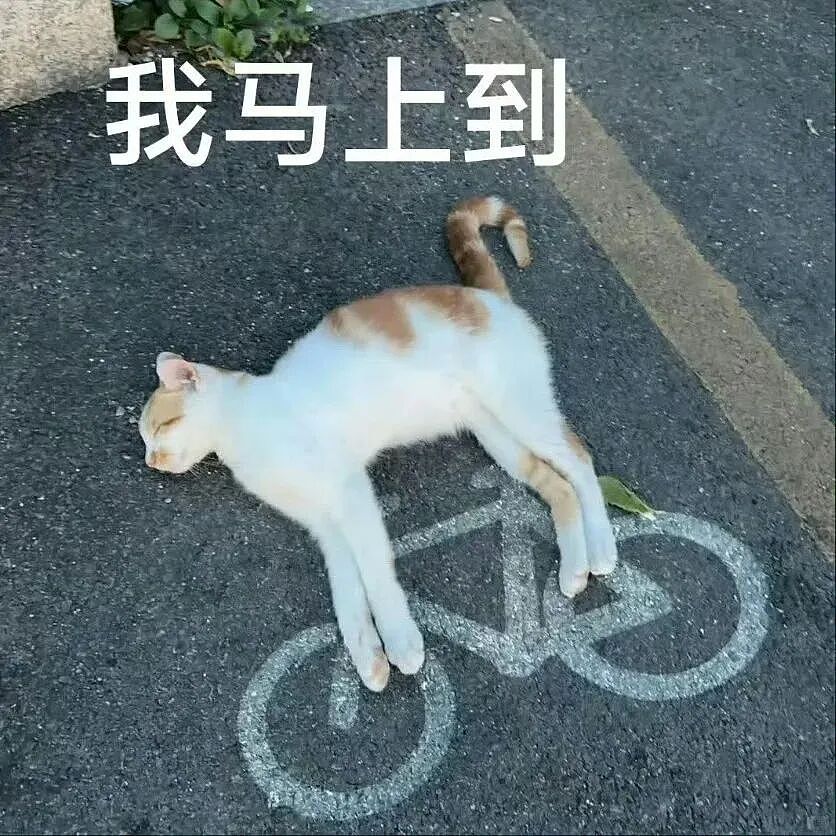小帅哥发视频炫耀家里来猫了，结果评论区网友关注点全在他身上...猫：那我呢？是配角？（组图） - 10