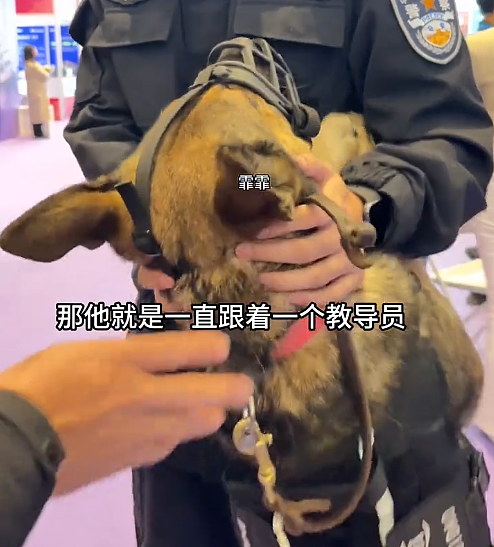 小帅哥发视频炫耀家里来猫了，结果评论区网友关注点全在他身上...猫：那我呢？是配角？（组图） - 18