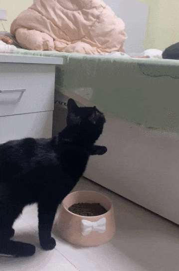 【宠物】爸爸以为三花猫跑出门了，当场抱回来，结果现在家里有两只同款猫，网友一看图笑疯：异父异母双胞胎姐妹？（组图） - 8