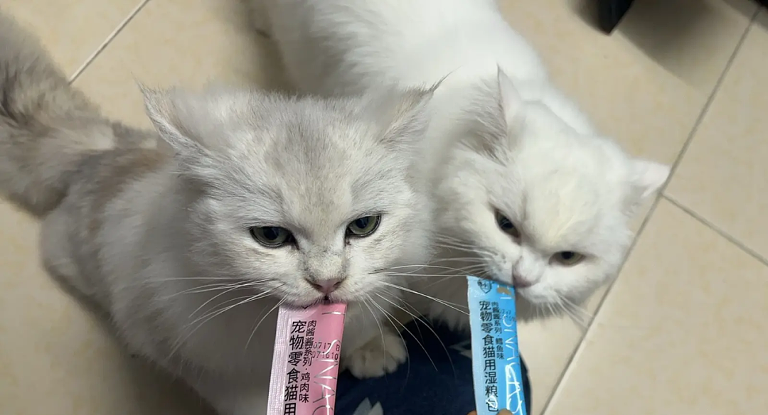 【宠物】爸爸以为三花猫跑出门了，当场抱回来，结果现在家里有两只同款猫，网友一看图笑疯：异父异母双胞胎姐妹？（组图） - 4