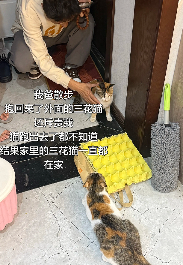【宠物】爸爸以为三花猫跑出门了，当场抱回来，结果现在家里有两只同款猫，网友一看图笑疯：异父异母双胞胎姐妹？（组图） - 1