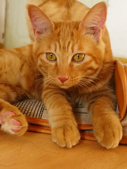 【宠物】爸爸以为三花猫跑出门了，当场抱回来，结果现在家里有两只同款猫，网友一看图笑疯：异父异母双胞胎姐妹？（组图） - 12
