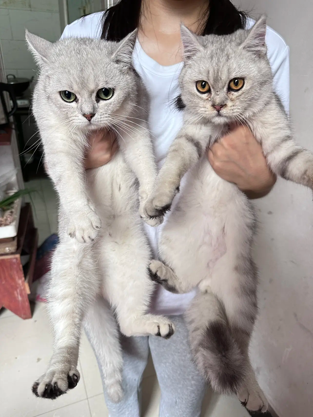 【宠物】爸爸以为三花猫跑出门了，当场抱回来，结果现在家里有两只同款猫，网友一看图笑疯：异父异母双胞胎姐妹？（组图） - 3