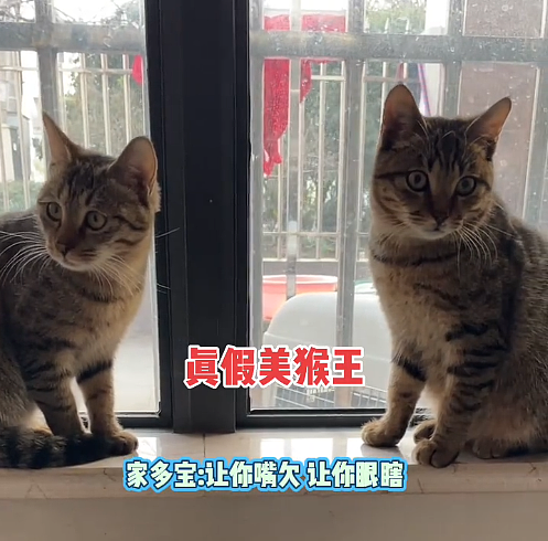 【宠物】爸爸以为三花猫跑出门了，当场抱回来，结果现在家里有两只同款猫，网友一看图笑疯：异父异母双胞胎姐妹？（组图） - 10