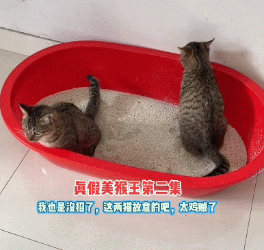 【宠物】爸爸以为三花猫跑出门了，当场抱回来，结果现在家里有两只同款猫，网友一看图笑疯：异父异母双胞胎姐妹？（组图） - 9