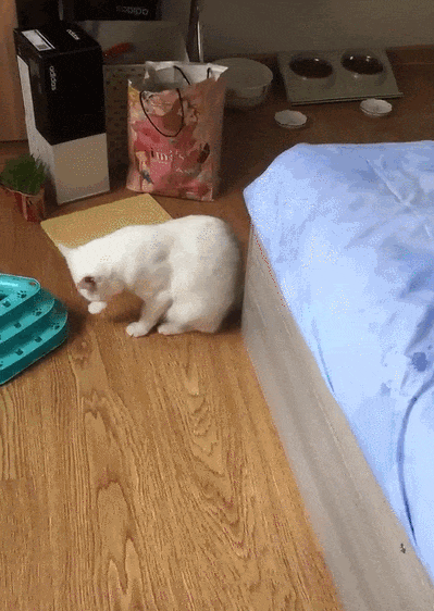 【宠物】爸爸以为三花猫跑出门了，当场抱回来，结果现在家里有两只同款猫，网友一看图笑疯：异父异母双胞胎姐妹？（组图） - 6