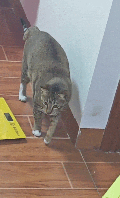 【宠物】爸爸以为三花猫跑出门了，当场抱回来，结果现在家里有两只同款猫，网友一看图笑疯：异父异母双胞胎姐妹？（组图） - 7