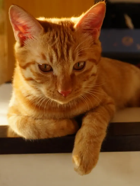 【宠物】爸爸以为三花猫跑出门了，当场抱回来，结果现在家里有两只同款猫，网友一看图笑疯：异父异母双胞胎姐妹？（组图） - 14