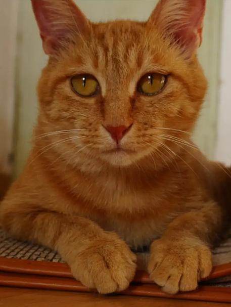 【宠物】爸爸以为三花猫跑出门了，当场抱回来，结果现在家里有两只同款猫，网友一看图笑疯：异父异母双胞胎姐妹？（组图） - 13