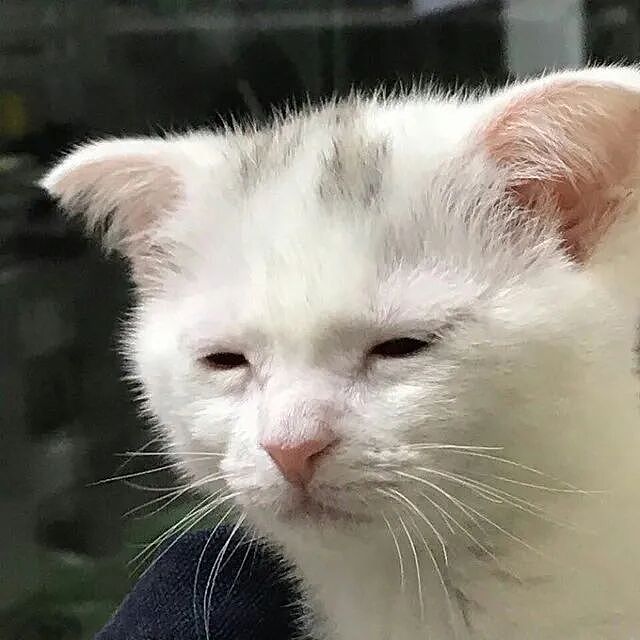 【宠物】爸爸以为三花猫跑出门了，当场抱回来，结果现在家里有两只同款猫，网友一看图笑疯：异父异母双胞胎姐妹？（组图） - 2