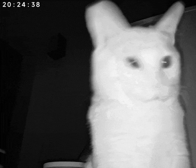 【宠物】爸爸以为三花猫跑出门了，当场抱回来，结果现在家里有两只同款猫，网友一看图笑疯：异父异母双胞胎姐妹？（组图） - 11