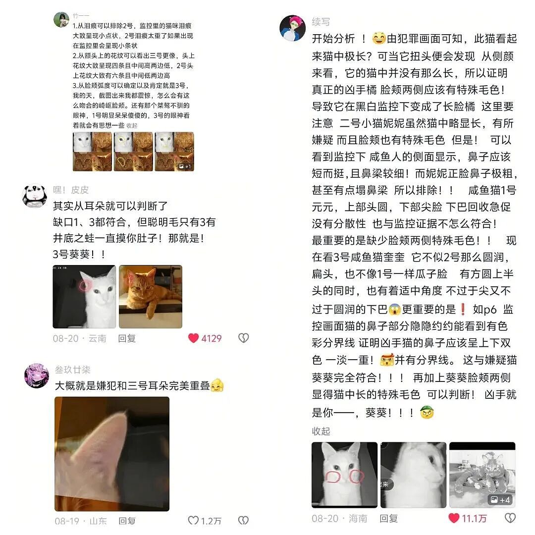 【宠物】爸爸以为三花猫跑出门了，当场抱回来，结果现在家里有两只同款猫，网友一看图笑疯：异父异母双胞胎姐妹？（组图） - 16