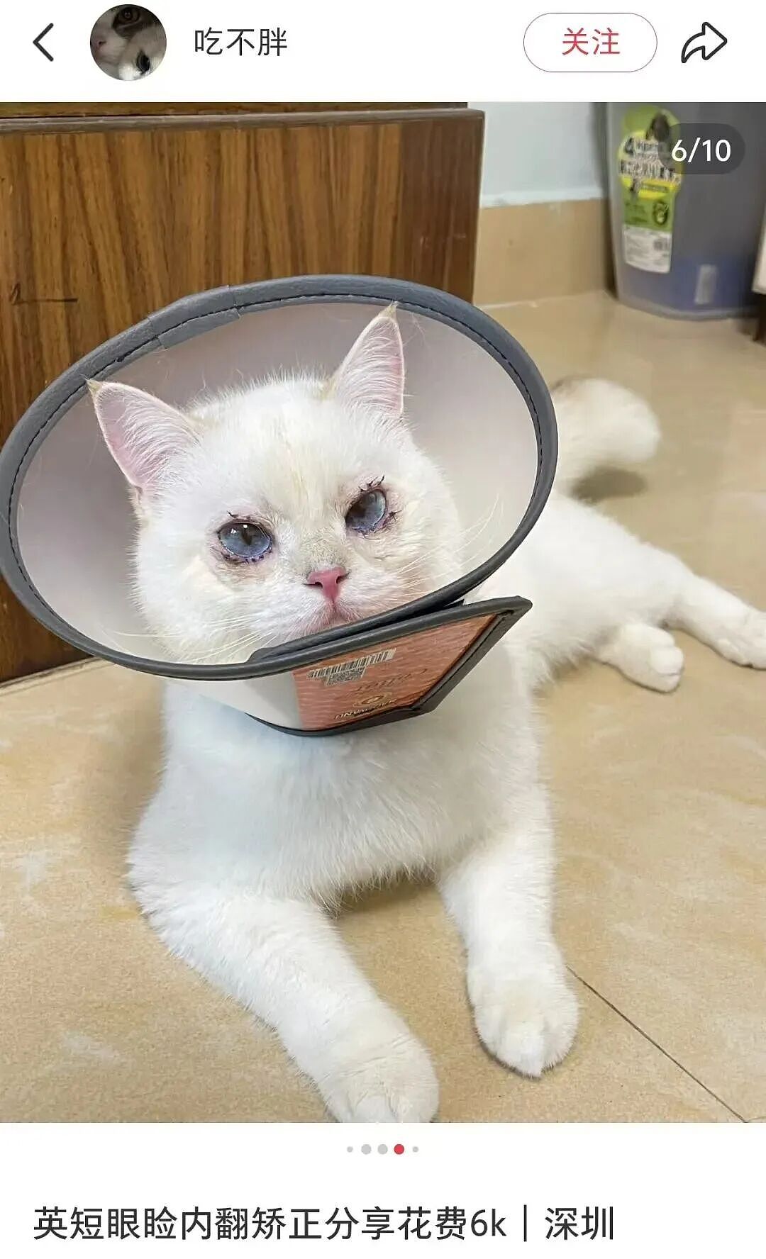 【宠物】妹子花6000给猫割双眼皮,网友怒喷她虐猫…结果曝光之前的照片才懂:不割眼睛要瞎啊!!是在救咪!(组图) - 1